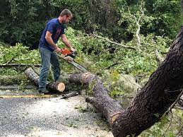 Sayre, PA Tree Removal Company