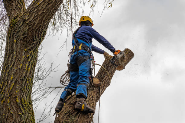 How Our Tree Care Process Works  in  Sayre, PA